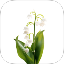 风信官网版 v1.3